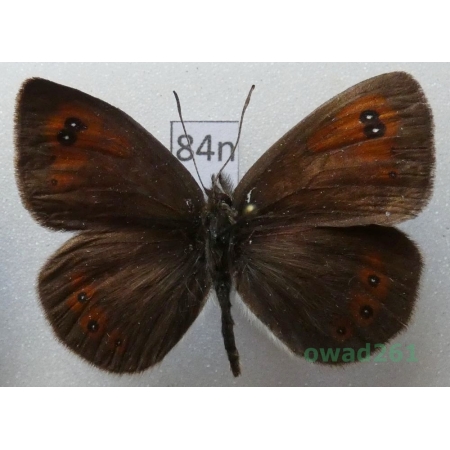 Erebia ottomana Herrich-Schäffer, 1847 Greece84n